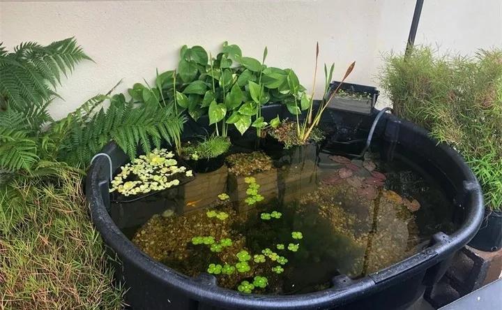 废桶旧盆里添水种花，10分钟成水景，细水长流富贵一生