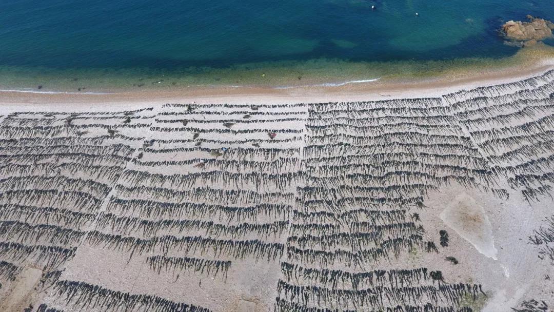 海苔、紫菜、裙带菜,是同一种东西吗?中国哪里的海菜最好吃?