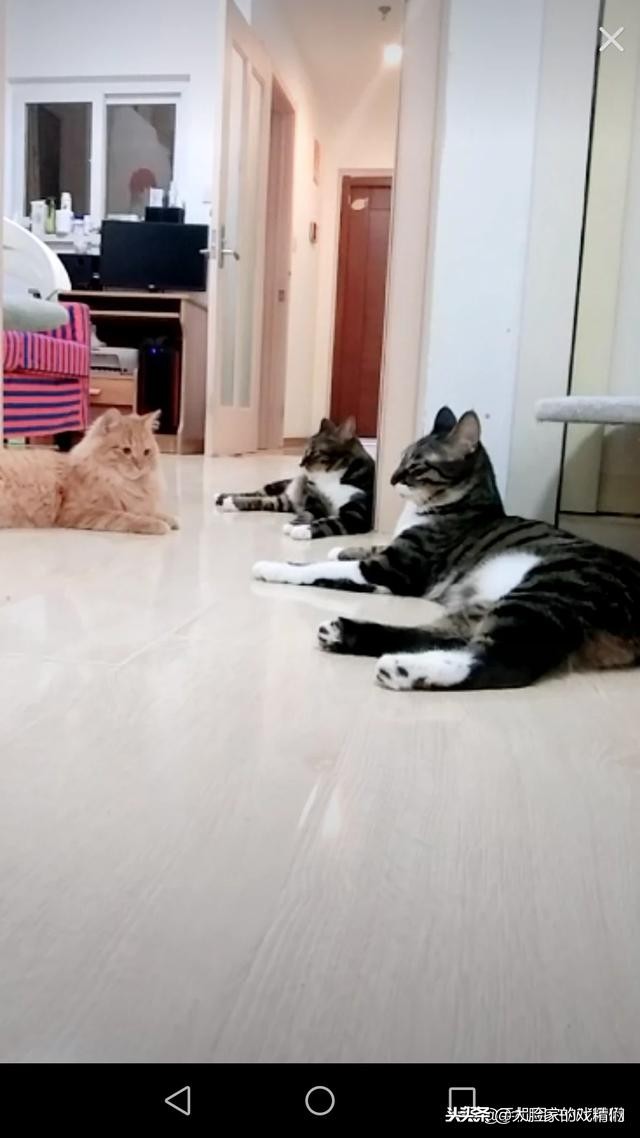 你这样的白橘猫，叫我怎能不爱？