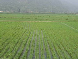 火石飞花红古堰光芒曾经照四川,灌县(都江堰市)包产到户追记