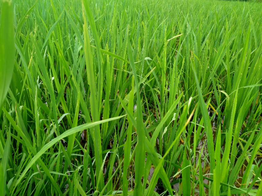 为什么减产,谷瘟病导致谷子大面积绝收怎么办