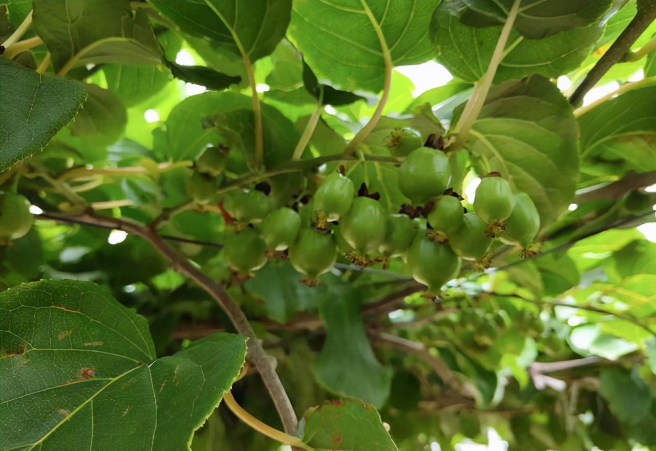 新品种速生软枣猕猴桃,果树软枣猕猴桃