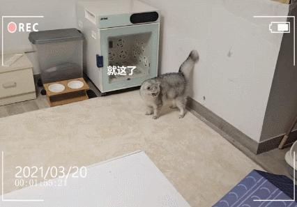 养了十多天的猫损失了几万元,偷偷养只猫最后全军覆没