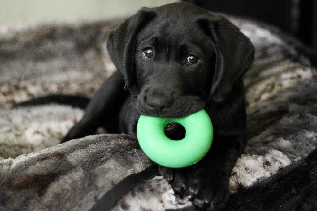 巡回训练狗狗怎么让狗咬玩具,狗狗耐啃咬玩具有哪些类型