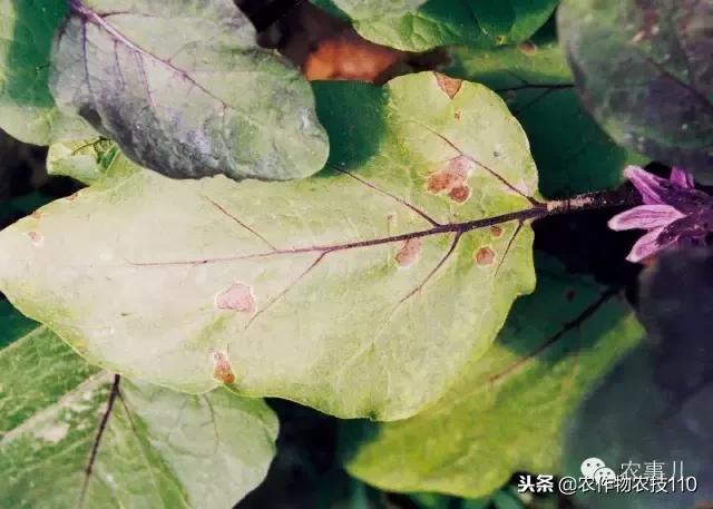 种茄子的六个步骤简短文字,种茄子的基本知识