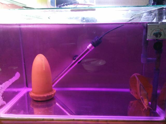 观赏鱼为什么脸肿了,观赏鱼体表受伤怎么治疗