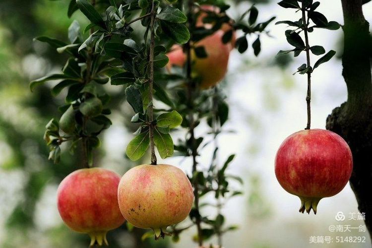 石榴一般几月份熟,石榴怎么判断熟了