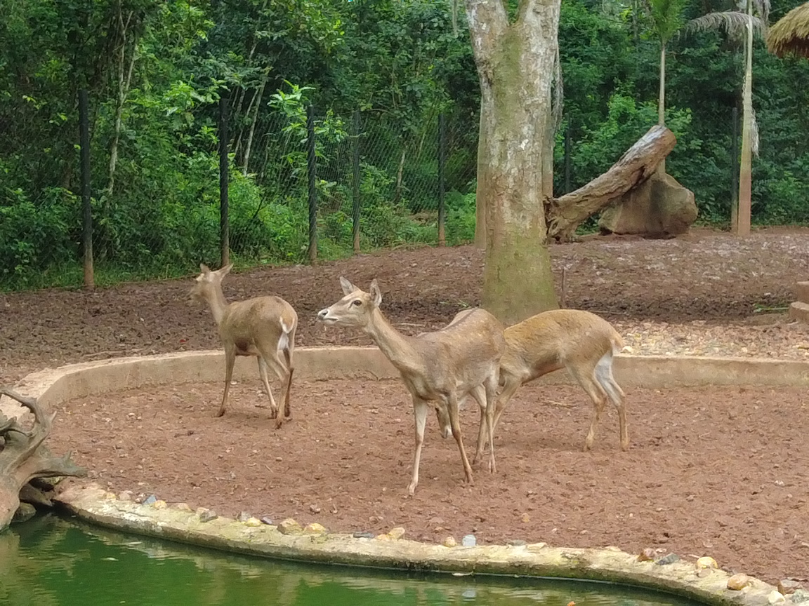 逐梦自贸海动椰城,逐梦海口嗨动椰城