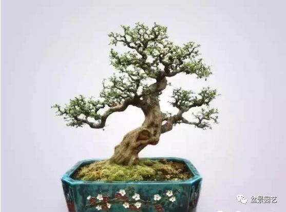 有哪些经典盆景树种,最值得收藏的六种盆景树种是哪些