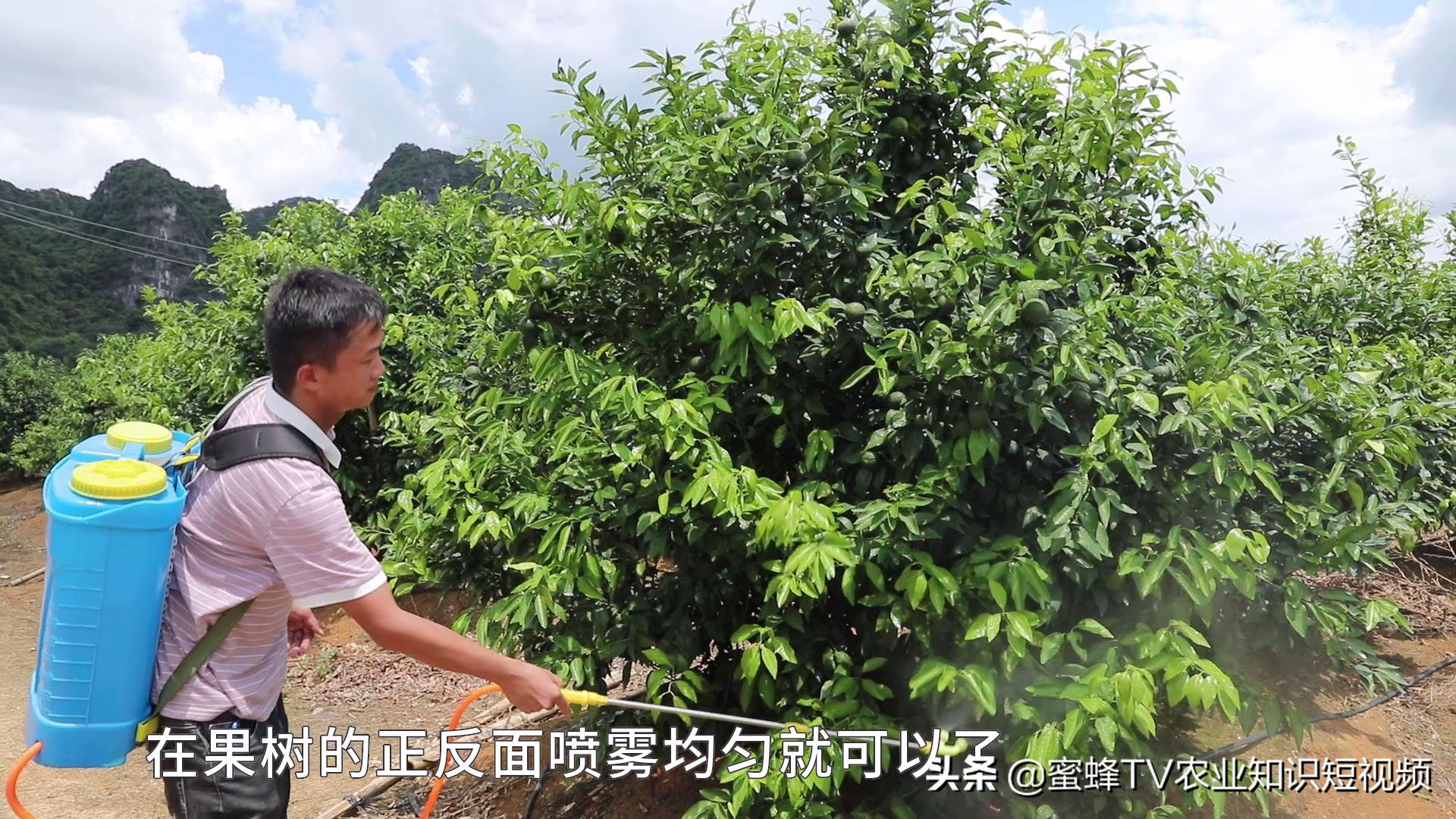 作物转色增甜期,如何管理才能着色均匀,果实甜,卖出好价钱?