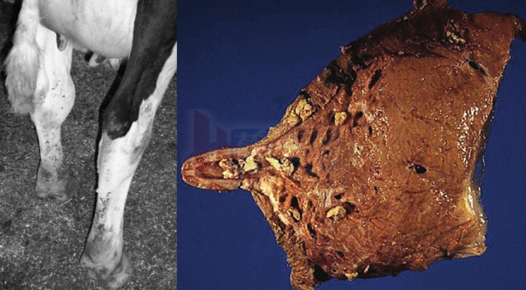 张廷青兽医,张廷青