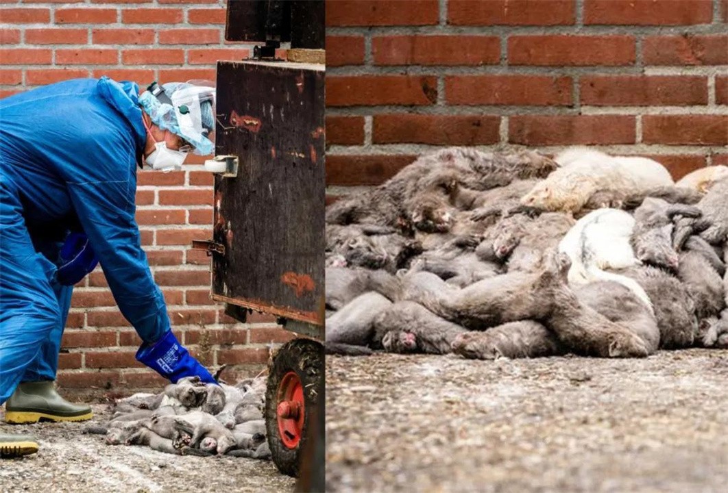 丹麦水貂感染新冠病毒,丹麦水貂感染新冠