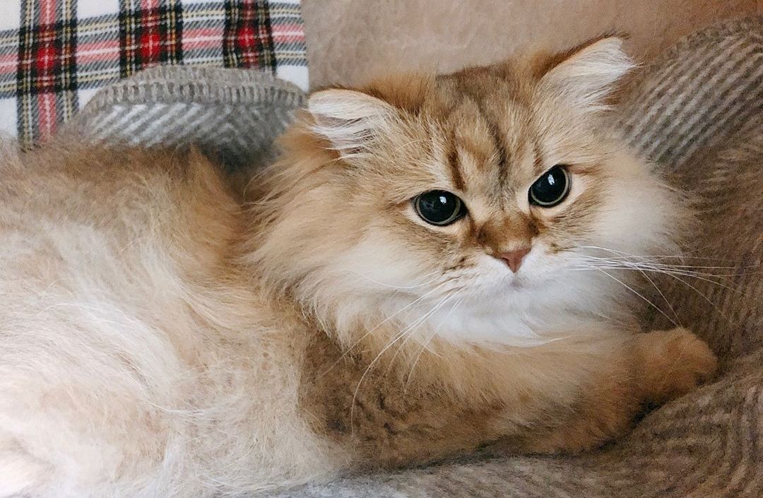 猫咪干眼症怎么治疗最有效,猫咪眼睛老是有干眼屎怎么办