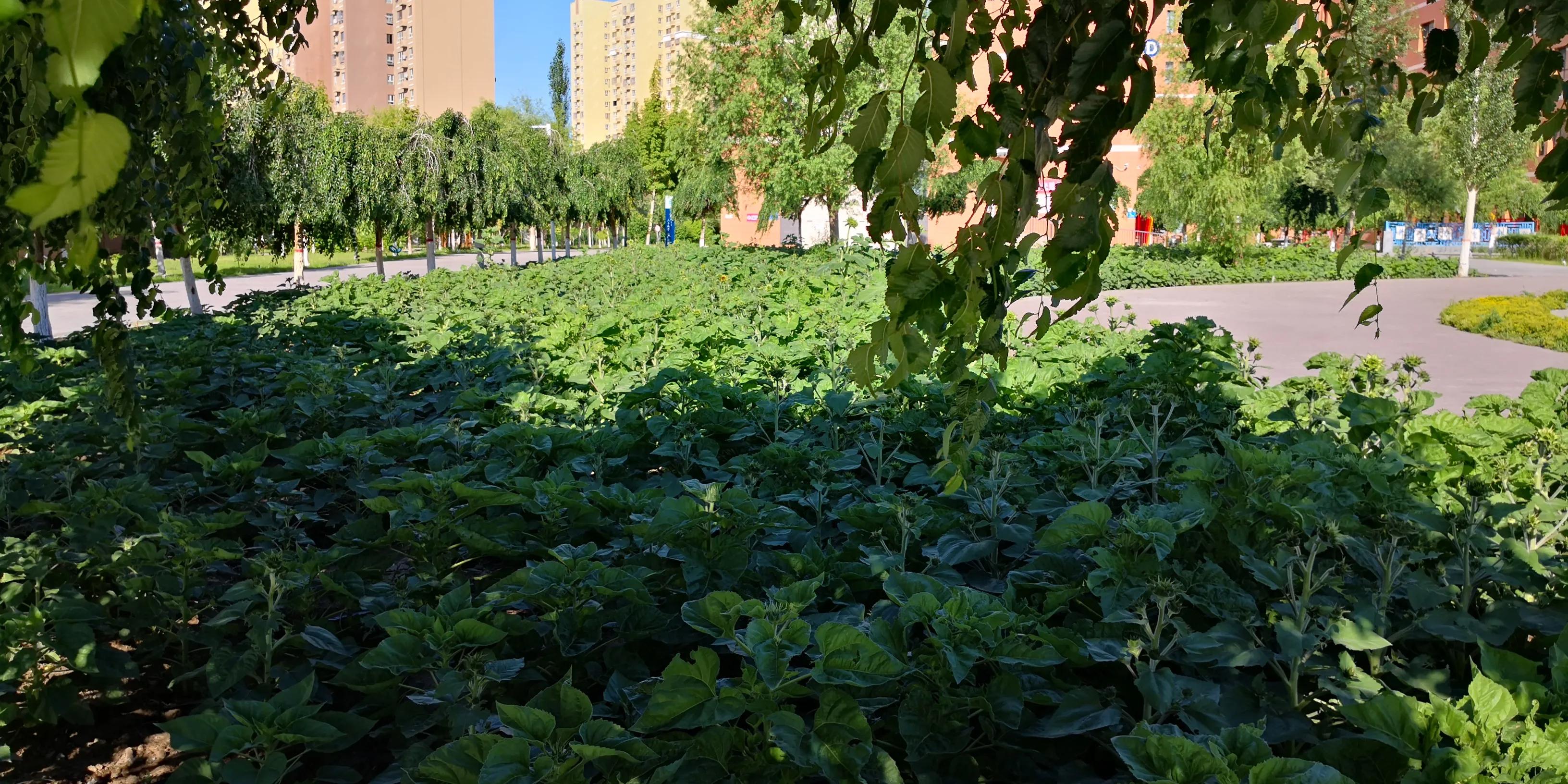 校长心语（十三）北师附校，你理想中的未来学校