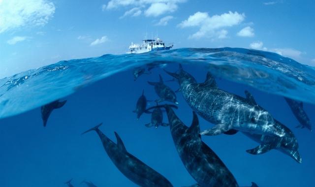 马尔代夫美人蕉岛旅游,马尔代夫蓝色美人蕉