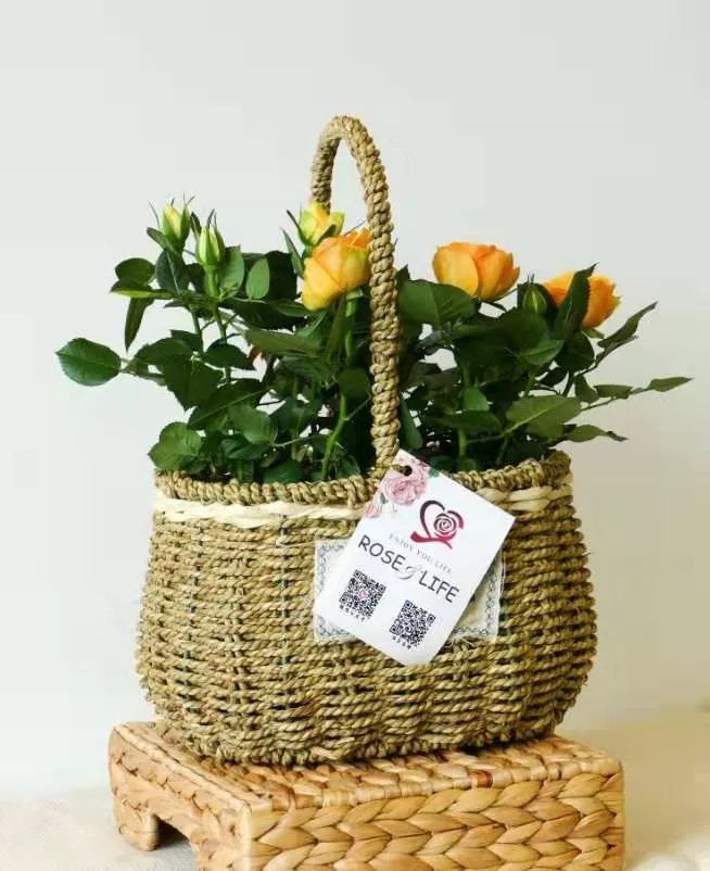 鹅湖玫瑰园花期,鹅湖玫瑰园美篇