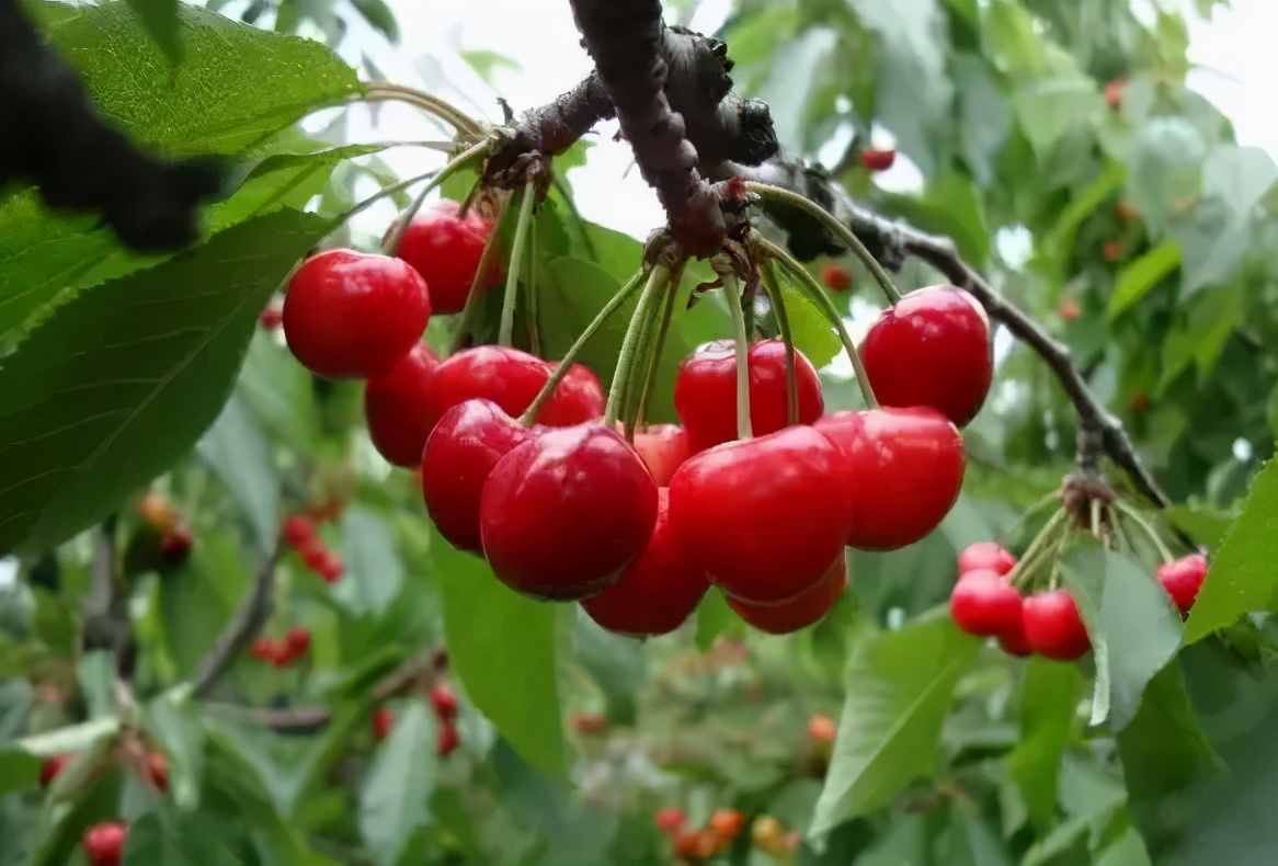 最美的乡村旅游攻略,五大最美乡村旅游攻略