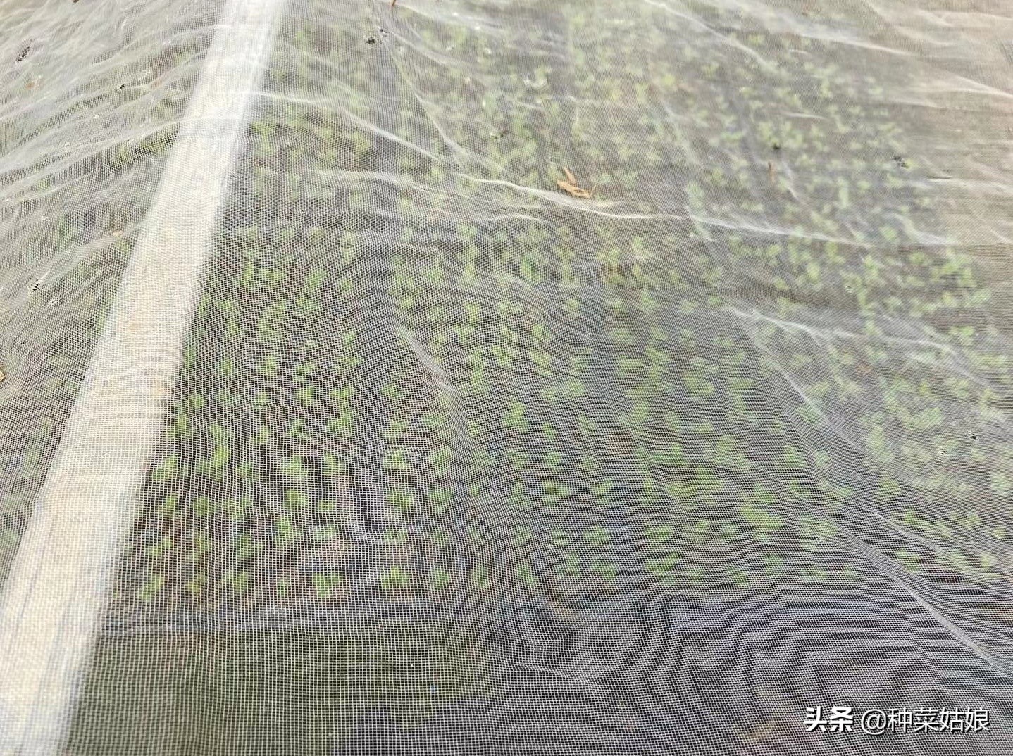 种菜总是长虫怎么处理,种菜里有小蚜虫怎么办