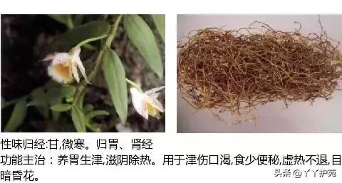 农村身边的中草药主治与功效,中草药全图谱与功效