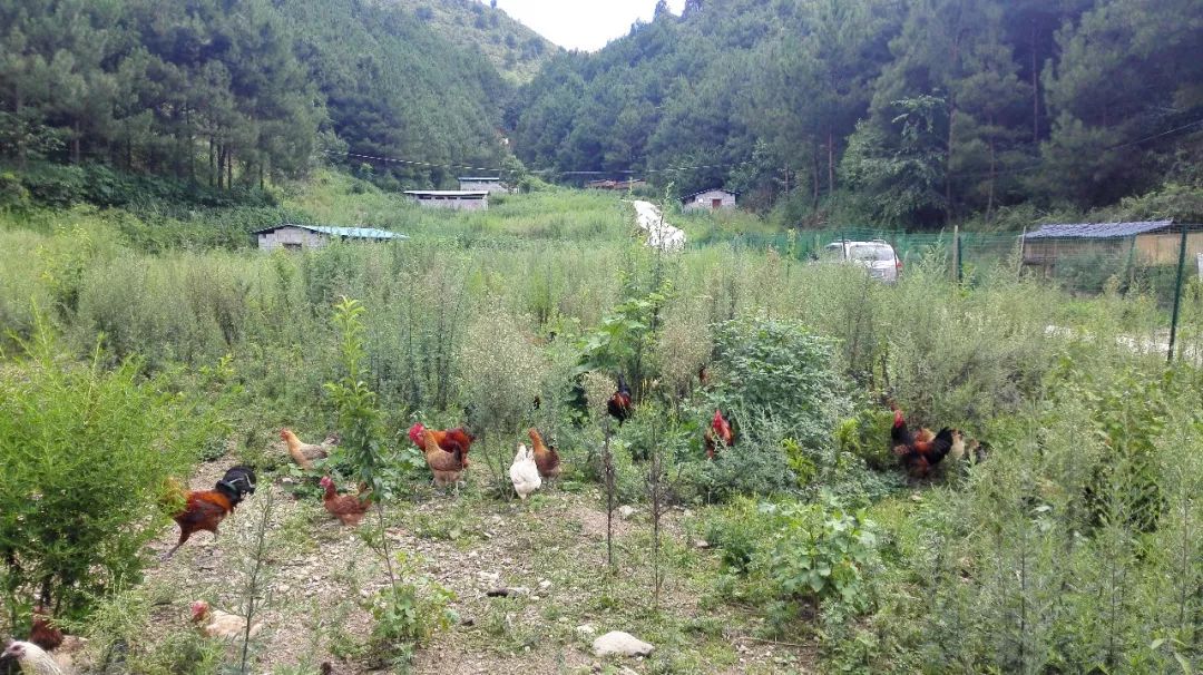 绿壳鸡蛋怎么吃最有营养,富硒绿壳鸡蛋的做法