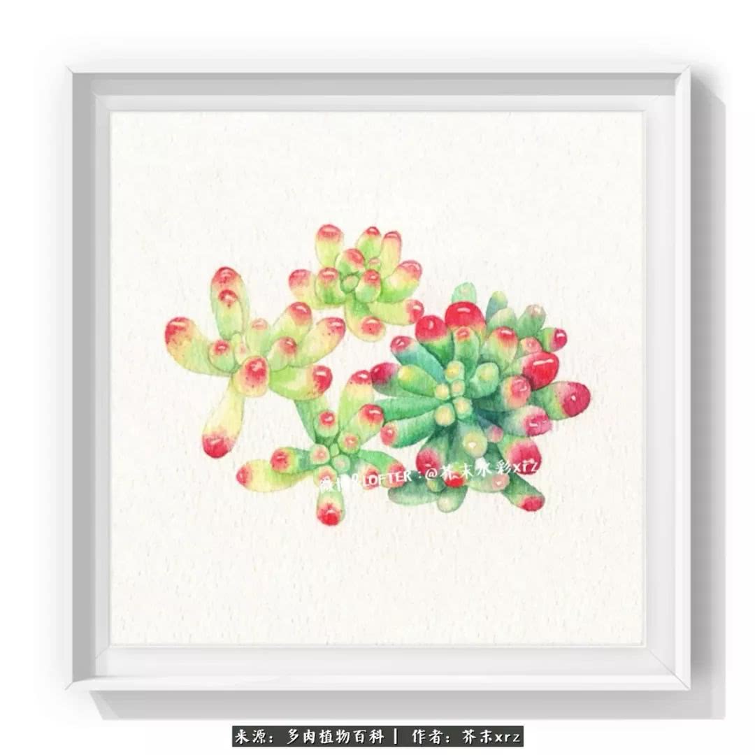 那个爱画多肉的小姑娘带着她的心头肉又来啦！