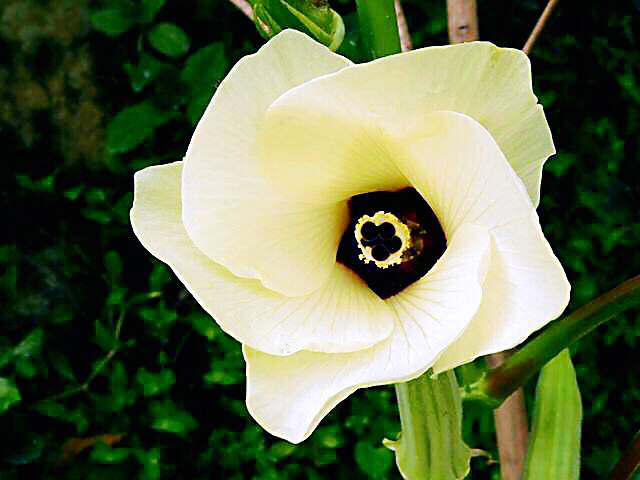 秋葵花国画,秋葵花也如此的美丽