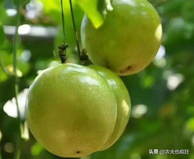 百香果是水果之王吗,牛油果为什么被称为水果之王