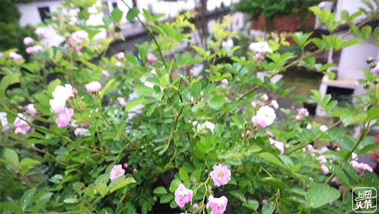 上海一日游古镇最佳路线免费景点,上海晚上十大必去免费景点