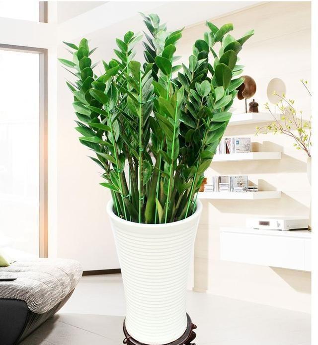 养金钱树小窍门,养金钱树用营养土行吗