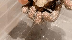 上海静安香格里拉酒店自助餐价格,魔都香格里拉自助餐