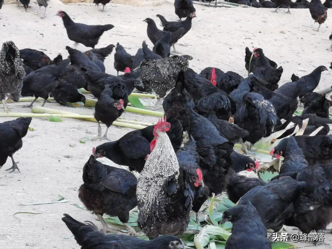 生猪养殖前景和利润,生猪养殖盈利模式