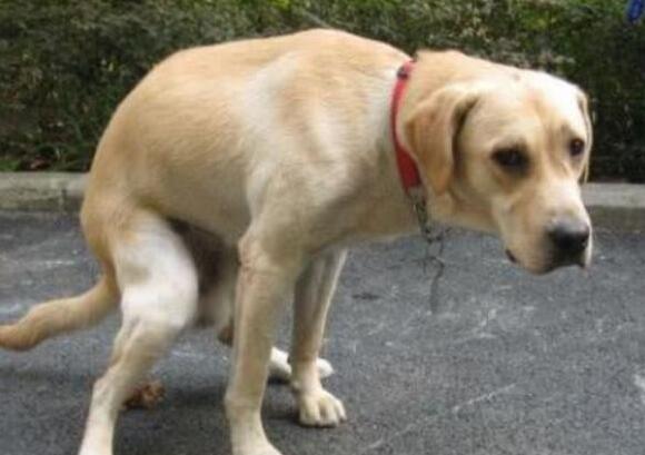 养狗知识狗狗一天该拉几次粑粑,幼犬狗一般一天拉几次便