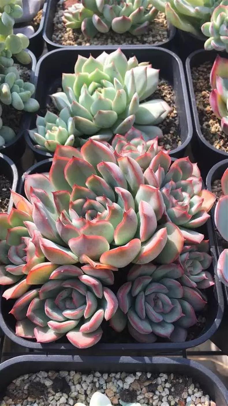 多肉用黑方养好吗,高手养兰心得