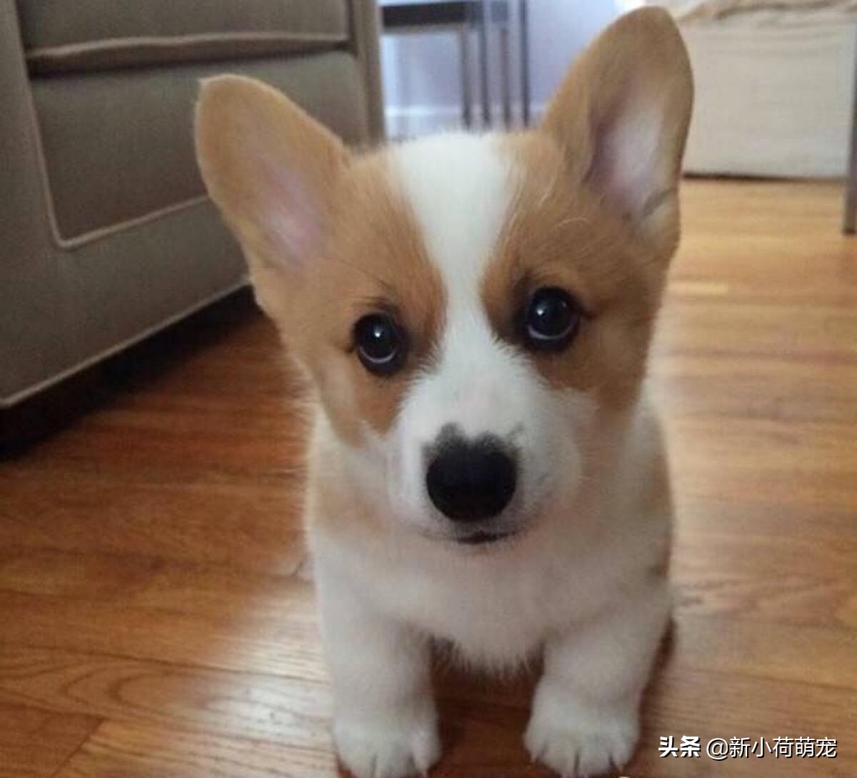 柯基犯错误被主人训,柯基犯错被妈妈打