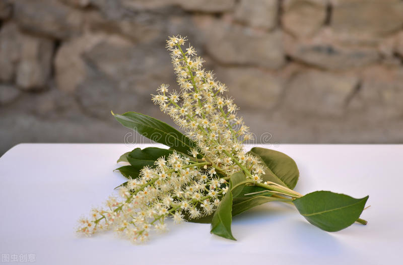 1月至12月生日花的花语,什么花语是祝福生日快乐的花