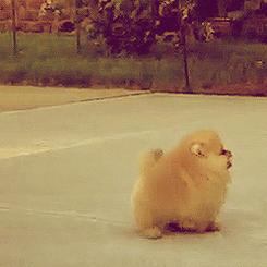 小狗刚到家晚上一直叫,小狗一般到家会叫多久它就不叫了