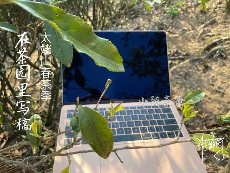 春茶即将结束夏茶将开始,春茶采茶季即将结束