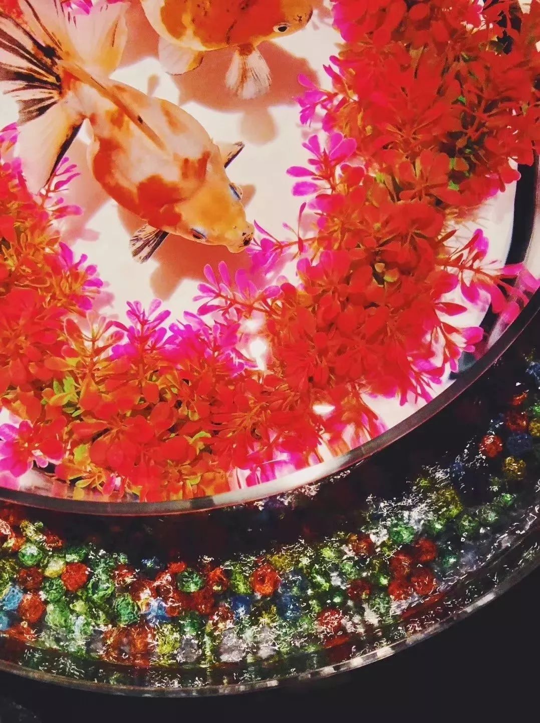 日本网红打卡艺术展,日本十大网红展