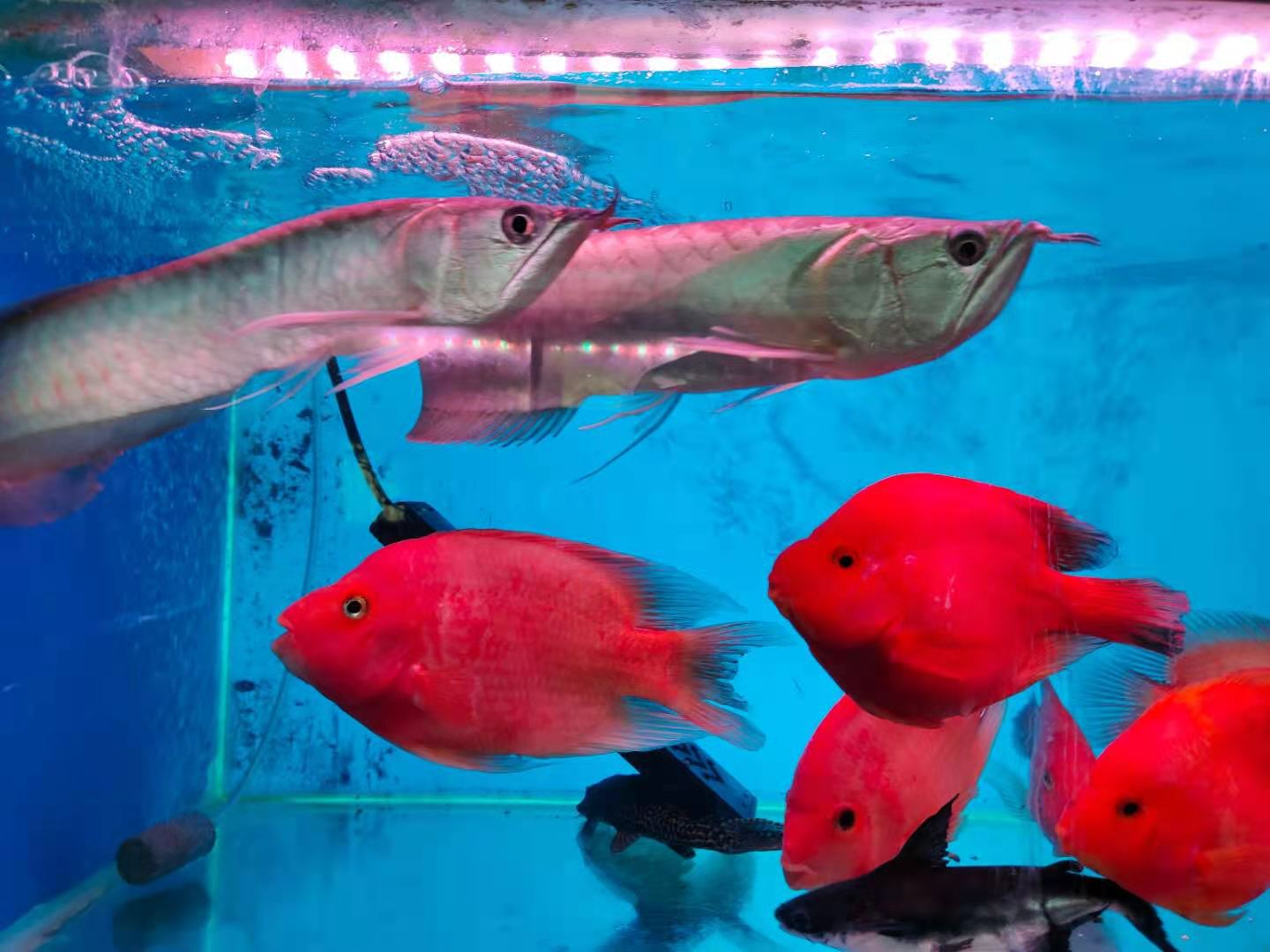 养鱼老道锦鲤老三样是哪些,养鱼老三样是哪三样下什么盐