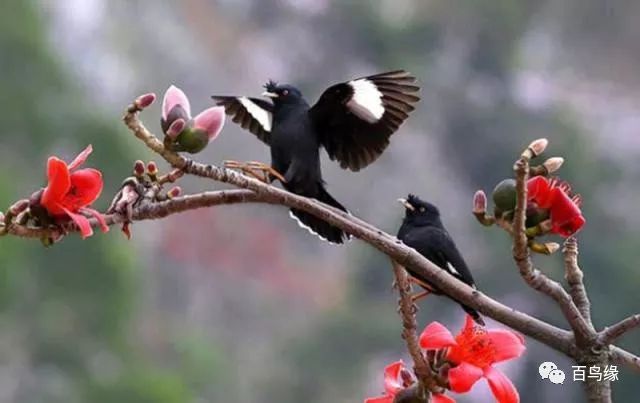 八哥教语细节和精髓,八哥学话的八大要素