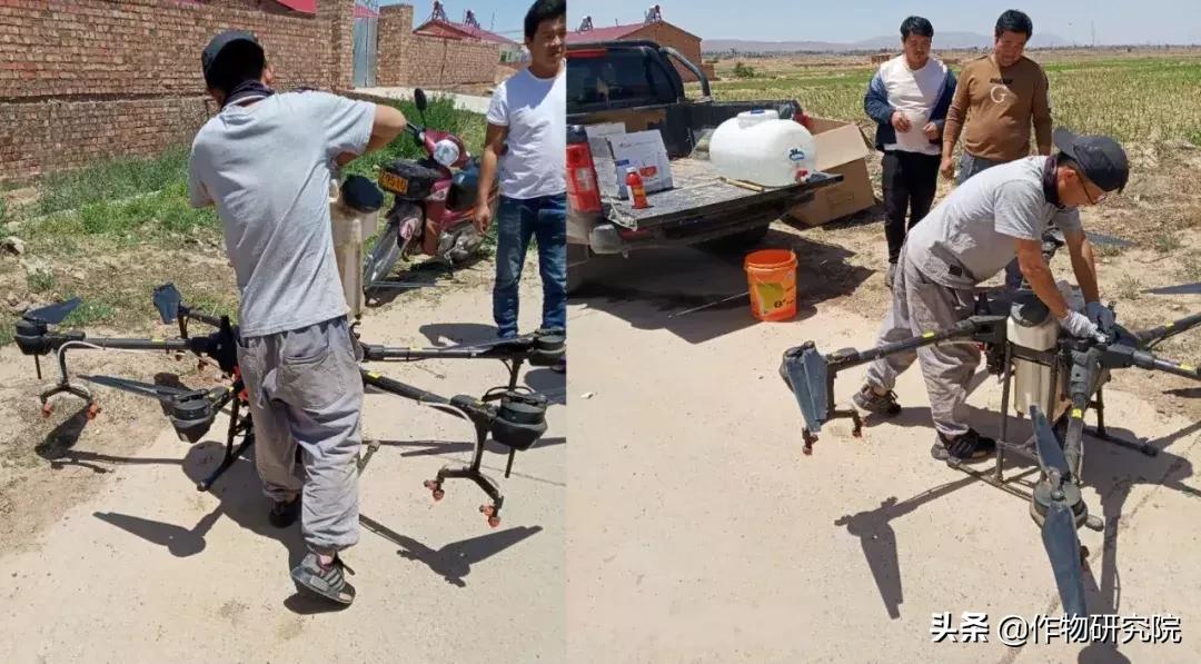 飞防高浓度,飞防7天效果