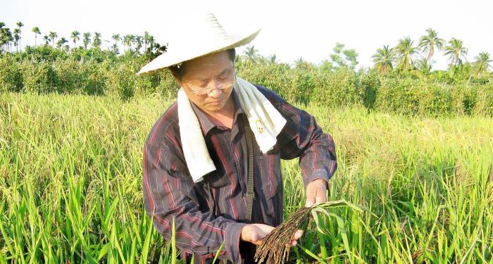 水稻蛀心虫特效药,水稻食心虫防治最佳时间