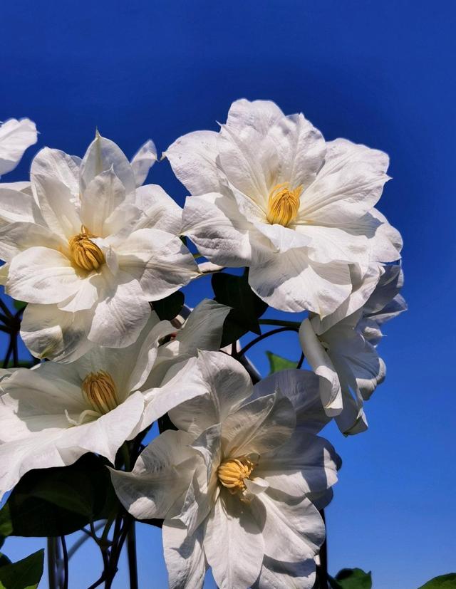 被名字耽误的8种花材,被名字耽误的花