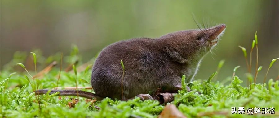 老鼠的天敌那么多为什么还没绝种,老鼠的天敌是谁为什么没有灭绝