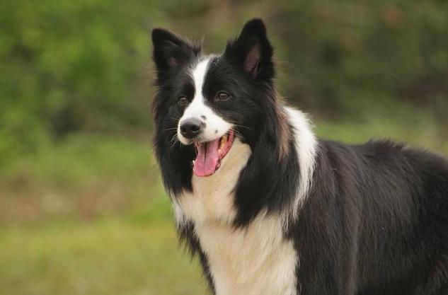 边牧幼犬吃什么狗粮比较好,边牧吃什么狗粮比较好幼犬