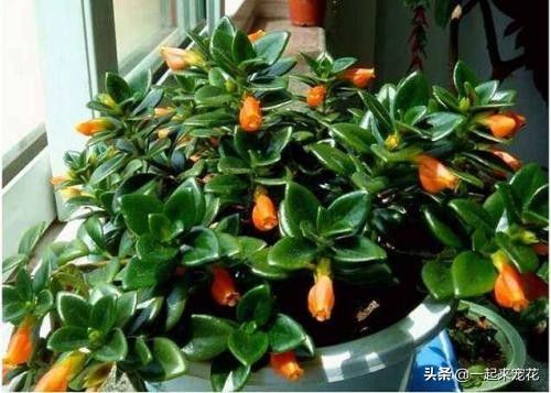 金鱼吊兰怎么养才能长得更茂盛,金鱼吊兰怎样养才能养得更茂盛