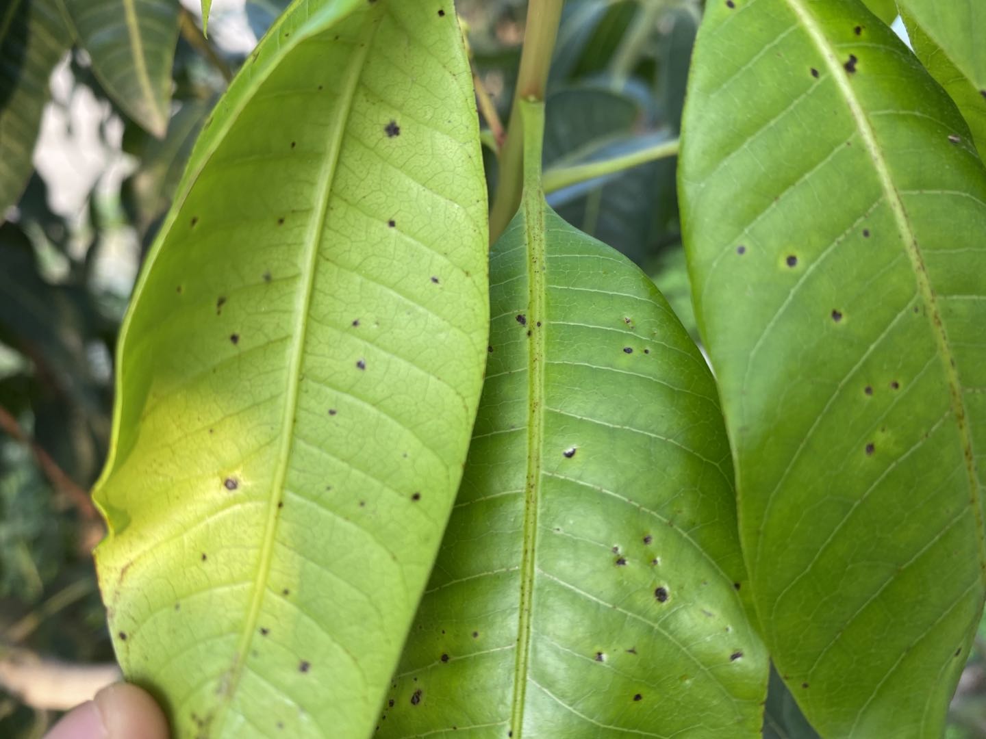 芒果叶片发黑是什么原因,芒果黑斑很严重吃了会有什么后果