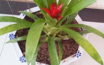 鸿运当头叶子发黄怎么治,鸿运当头叶子发黄干枯怎么修剪