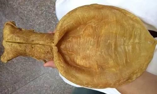 花胶最简单的泡发,花胶正确的泡发