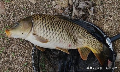 四月份钓鱼该钓什么地方,四月份钓鱼方法与技巧